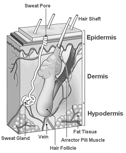 Hair Structure