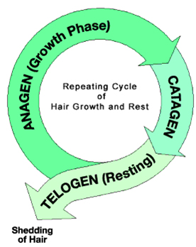 Hair Growth Cycle