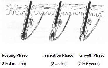 hair follicle